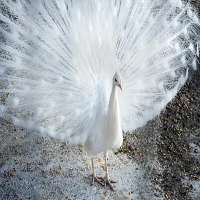 Beautiful White Peacock
