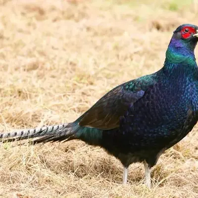 Green Pheasant