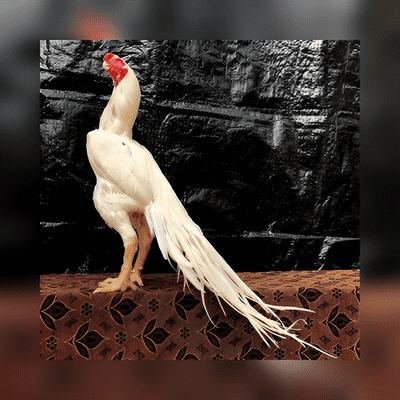 Long Tail Parrot Beak Aseel for Sale