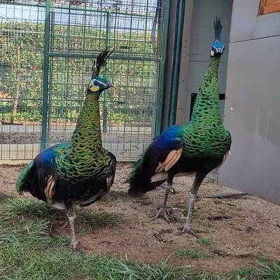 Green Java Peacock for Sale