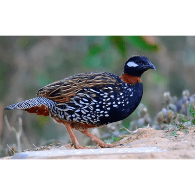 black & kala teetar for sale in Pakistan