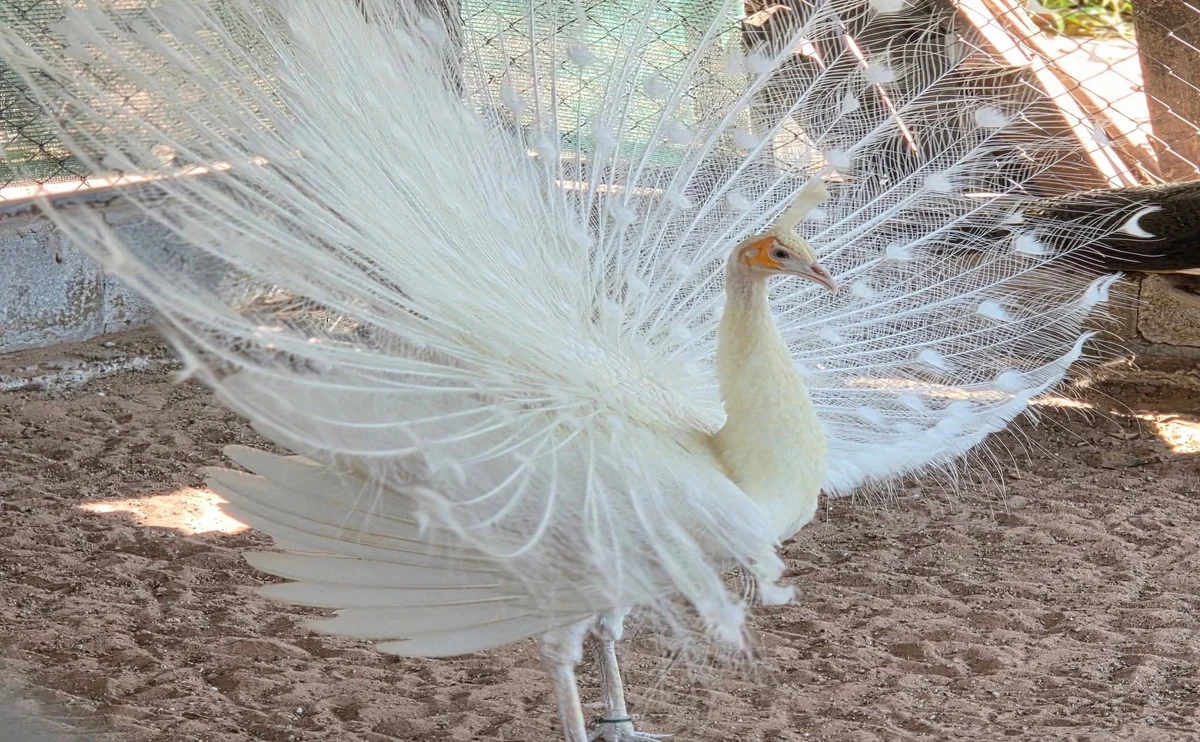 Why Do Peacocks Spread Their Feathers