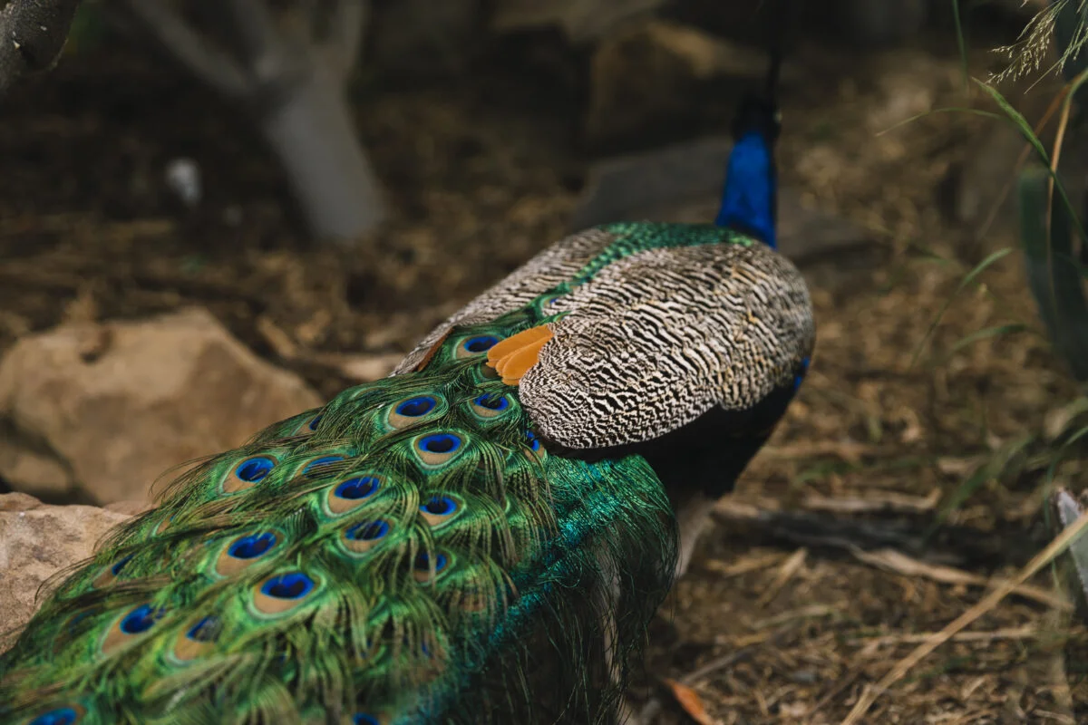 Peacock Facts Sounds, Flight, Diet, Lifespan & Feathers Explained