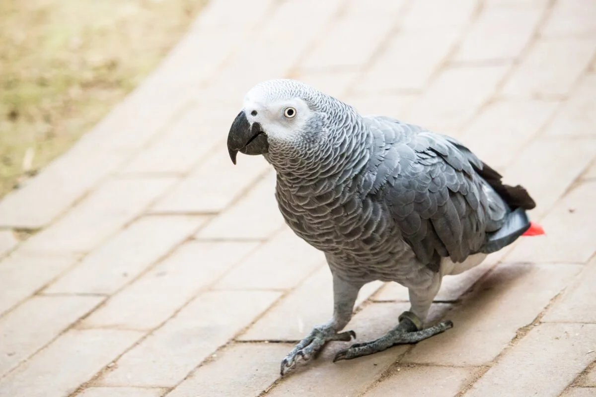 african-grey-parrot-birdsjungle