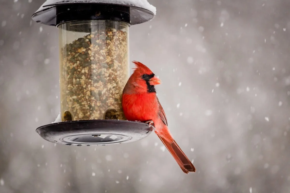 The Complete Bird Feeder Buying Guide